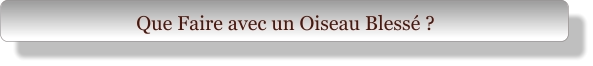 Que Faire avec un Oiseau Blessé ?
