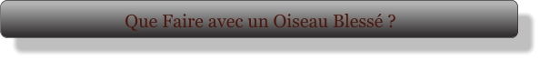 Que Faire avec un Oiseau Blessé ?