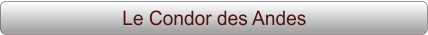 Le Condor des Andes