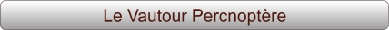Le Vautour Percnoptère