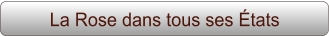 La Rose dans tous ses États