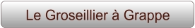 Le Groseillier à Grappe